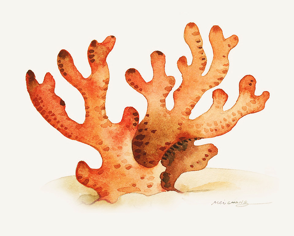 960x772 Watercolor Painting Red Coral Painting Watercolor Coral - Coral Painting