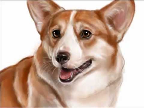 480x360 W.corgi - Corgi Painting