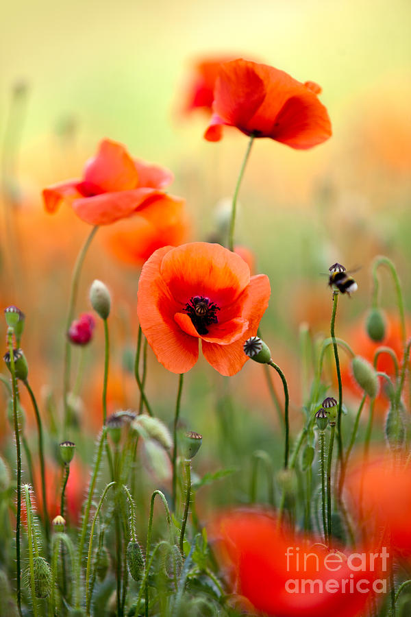 600x900 Red Corn Poppy Flowers 06 Photograph By Nailia Schwarz - Corn Poppy Painting