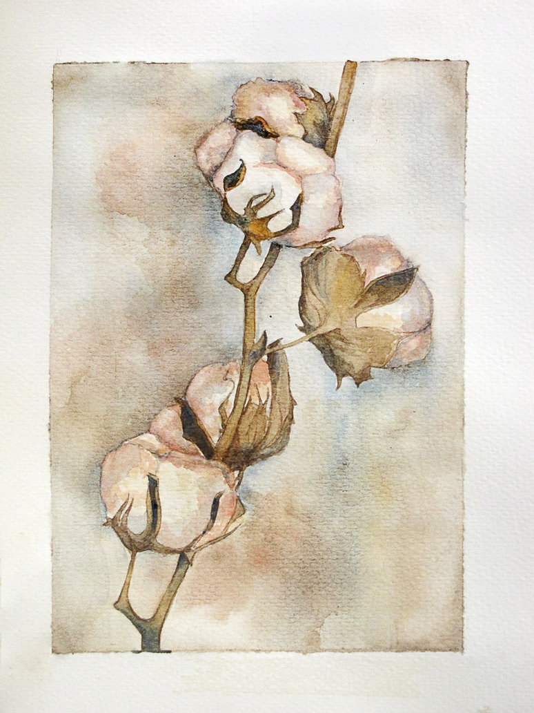 774x1032 Watercolor - Cotton Boll Painting