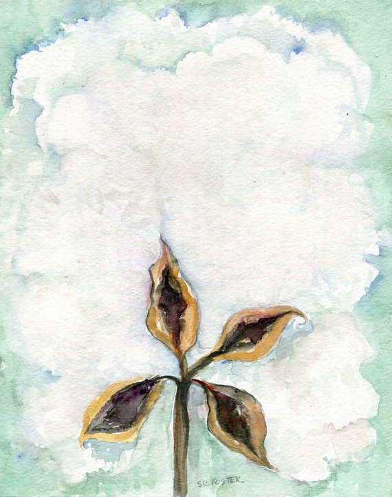 570x723 Cotton Boll Watercolor Painting 8 X 10 Cotton Painting - Cotton Painting