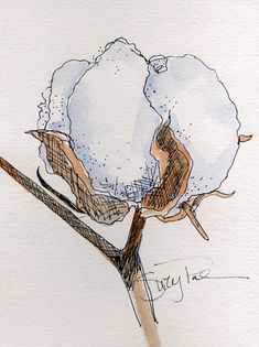 235x315 Cotton Plant Flower Isolated, Watercolor Painting On White - Cotton Plant Painting