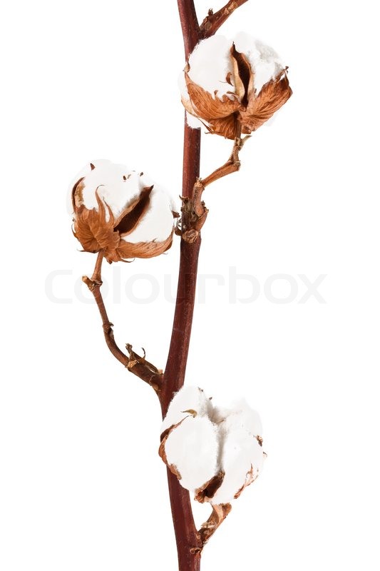 533x800 Cotton Plant Isolated On A White Background Stock Photo Colourbox - Cotton Plant Painting