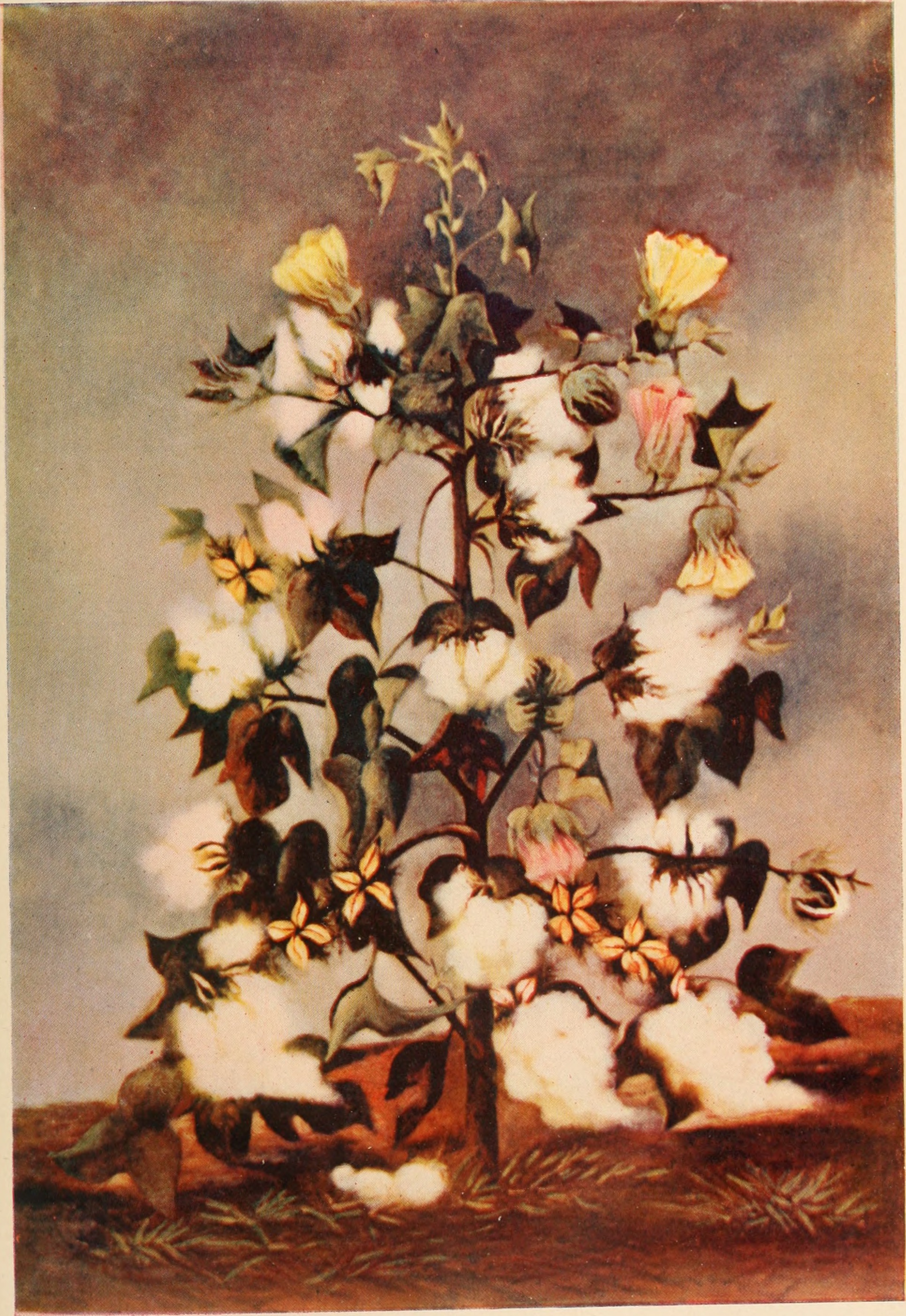 1932x2806 Filecotton And Cotton Oil. Cotton Cotton Seed Oil Mills Cattle - Cotton Plant Painting