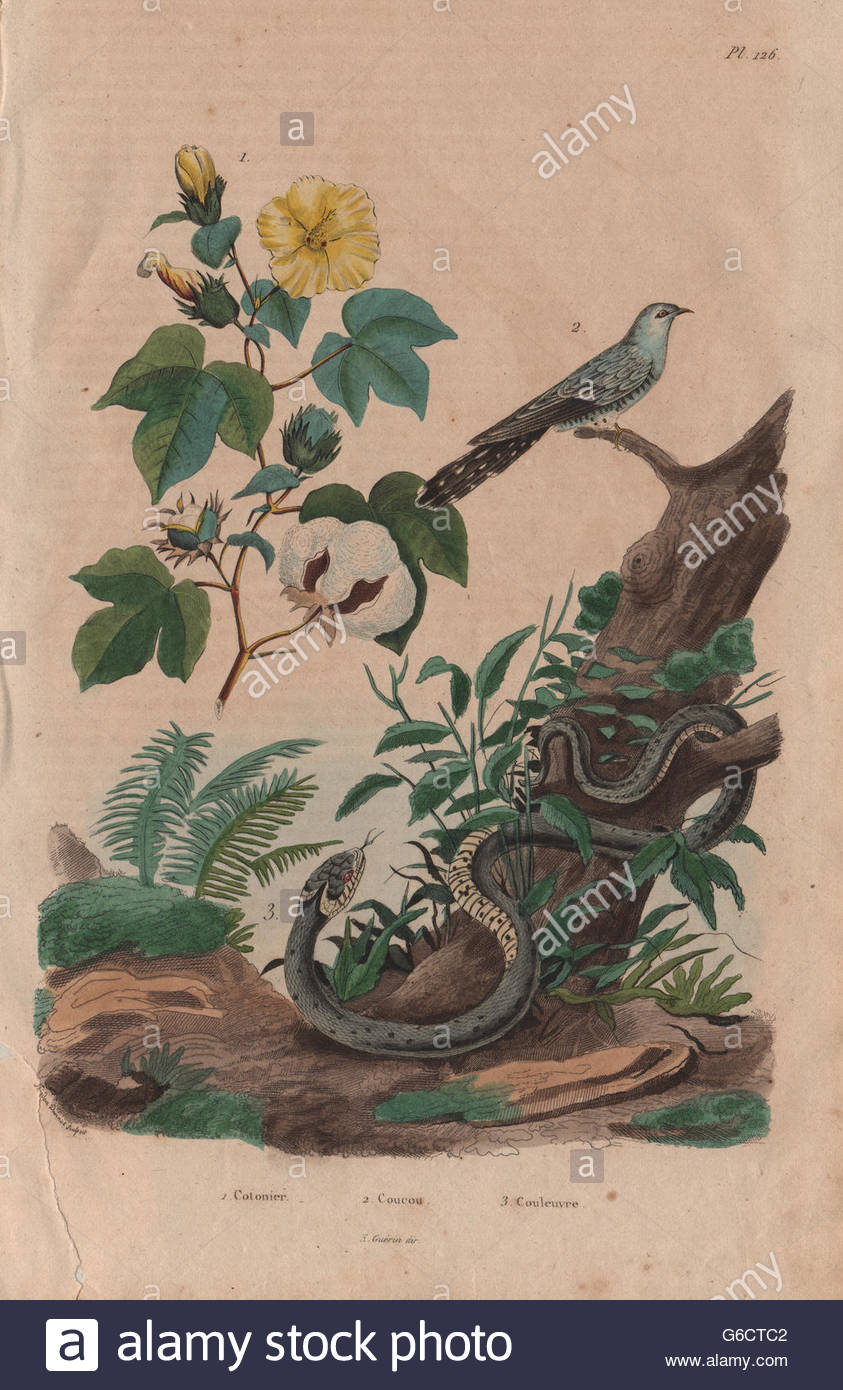 843x1390 Plants Cotonier (Cotton Plant). Coucou (Cuckoo). Couleuvre (Grass - Cotton Plant Painting