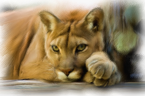 550x367 Cougar Painting 3 By Baltowolfdoglover - Cougar Painting