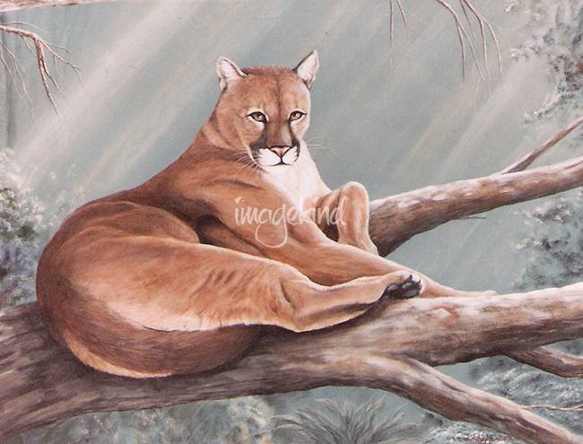 650x495 Cougar Painting By Didi Higginbotham - Cougar Painting