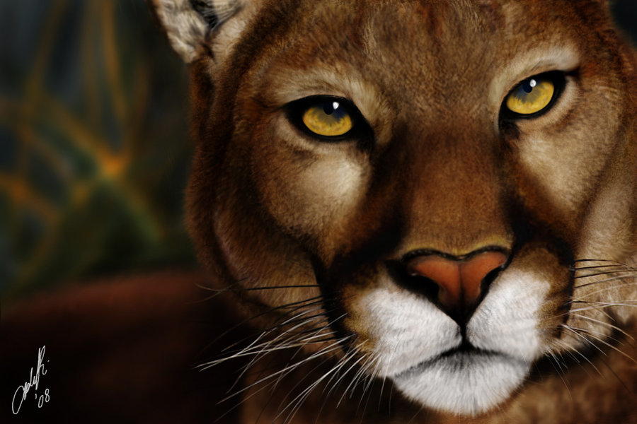 900x600 Cougar Painting By Fastgirl - Cougar Painting