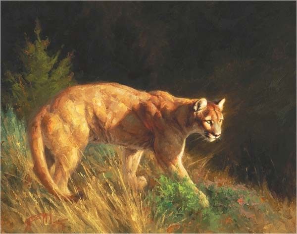 600x472 Cougarpuma Painting By Greg Beecham Photos - Cougar Painting
