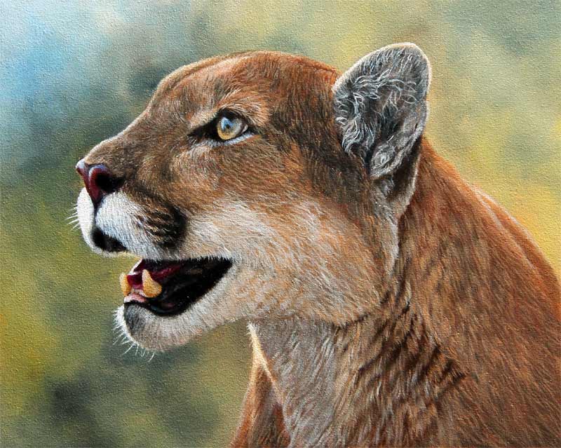 800x639 Jaguar Cougar Painting Wip - Cougar Painting