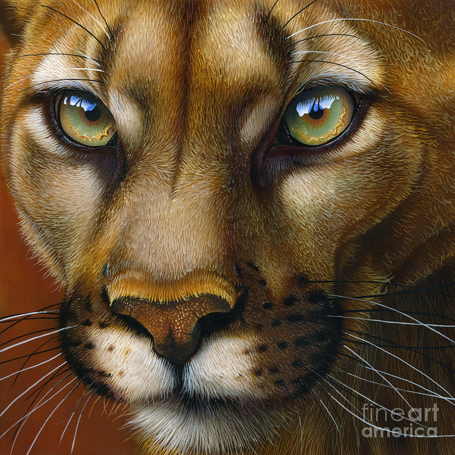 900x900 Cougar October 2011 Painting By Jurek Zamoyski - Cougar Painting
