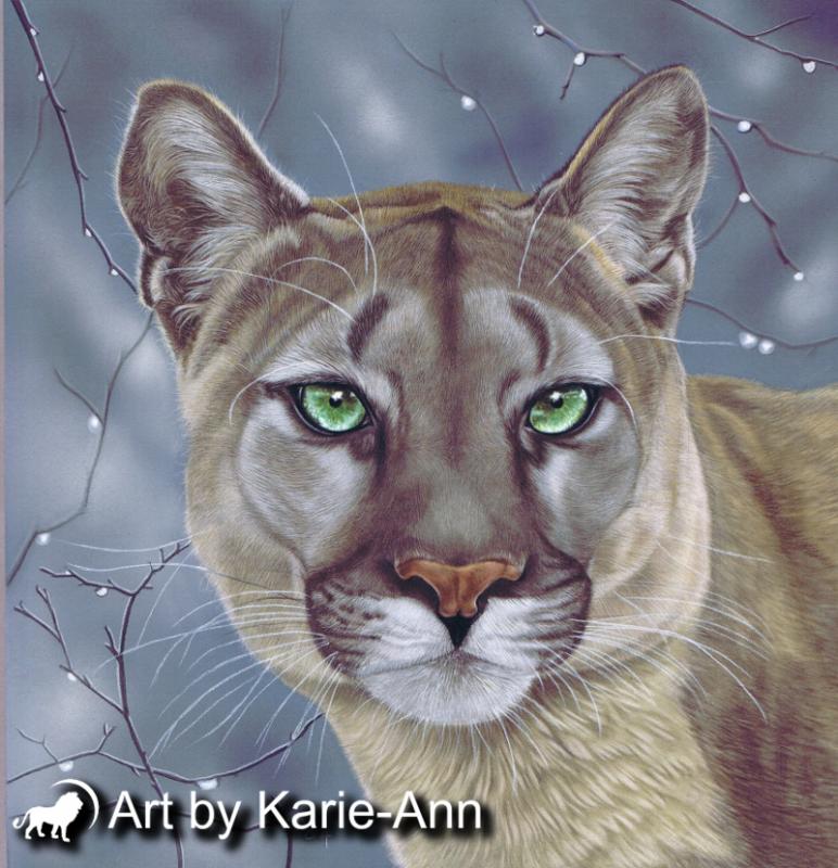 772x800 Mountain Lion, Puma, Cougar Pastel Painting Xp Pastels - Cougar Painting