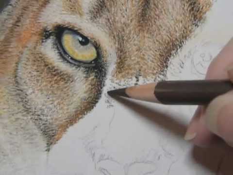 480x360 Painting A Day Demonstration - Cougar Painting