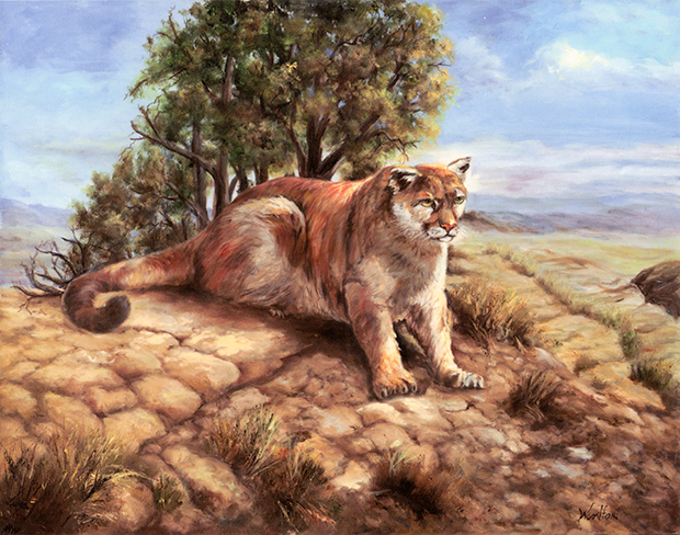 620x488 The Cougar Billye Woodford - Cougar Painting