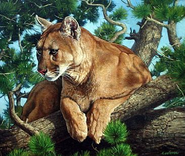366x307 Cougar Wildlife Paintings, Cougar Painting By Judy Schrader - Cougar Painting