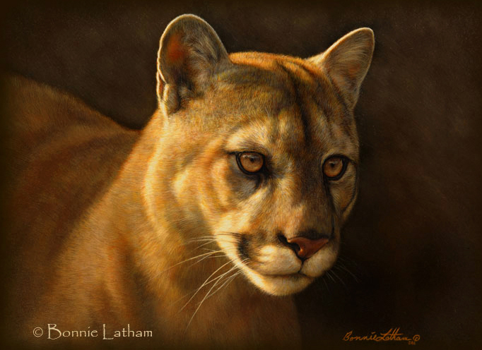 682x496 Cougar Painting Completed Bonnie Latham's Wildlife Amp Nature Art - Cougar Painting