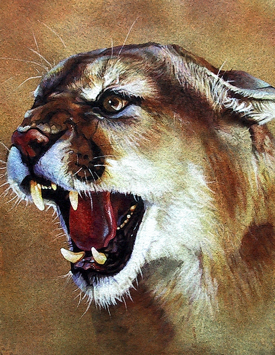 544x700 Cougar Painting By J W Baker - Cougar Painting