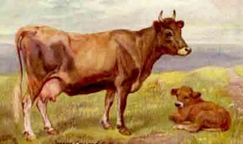 350x208 Picture Gallery Of Jersey Cattle - Cow And Calf Painting