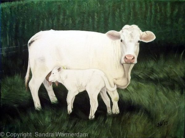 600x447 Charolais Cow With Calf, Oil Painting - Cow And Calf Painting