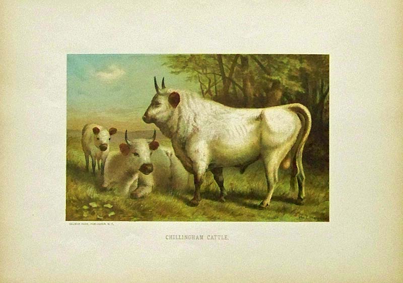 800x563 Prints Old Amp Rare - Cow Painting On Property Brothers