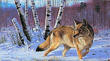 366x204 Eastern Coyote - Coyote Painting