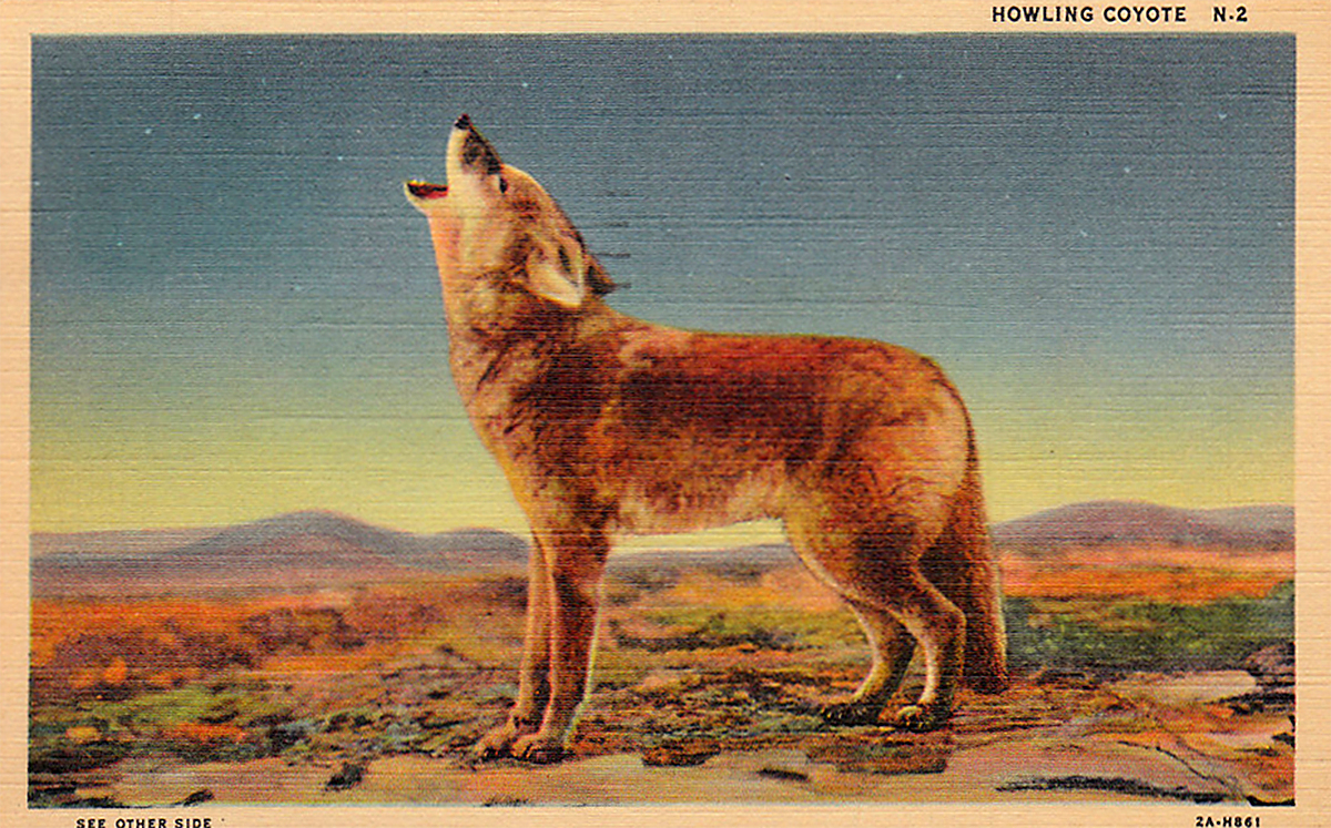 1200x747 Index Of Assets 20131303b Rabies Epidemic Eastern Oregon - Coyote Painting