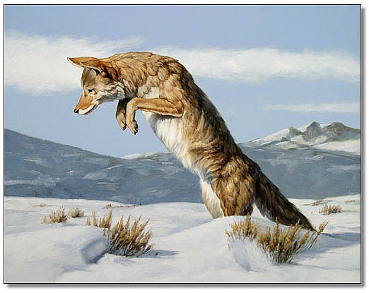 522x415 Pouncing Coyote Painting By Peter Eades - Coyote Painting