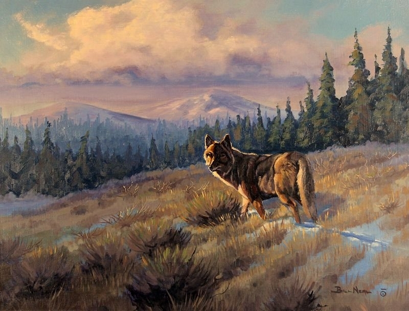 800x608 Savvy Collector Coyote In Winter By Bill Nealbill Neal - Coyote Painting