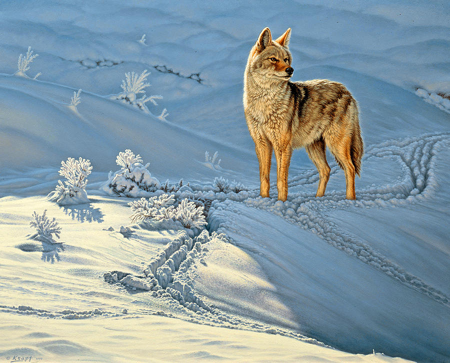 900x726 The Coyote - Coyote Painting