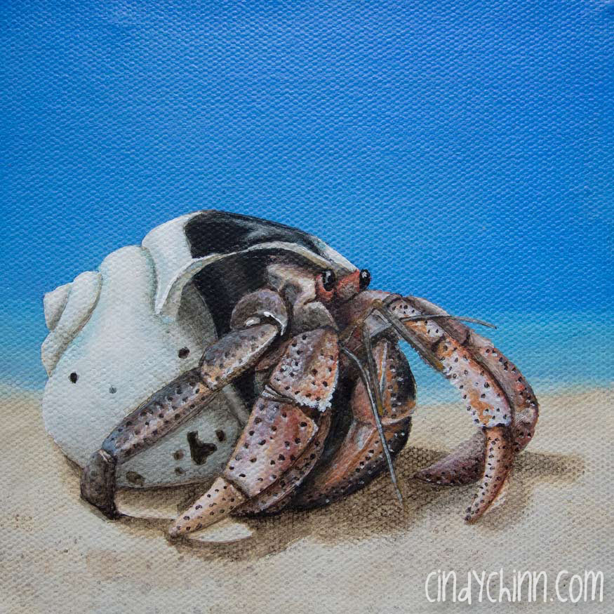 875x875 Hermit Crab - Crab Painting Images