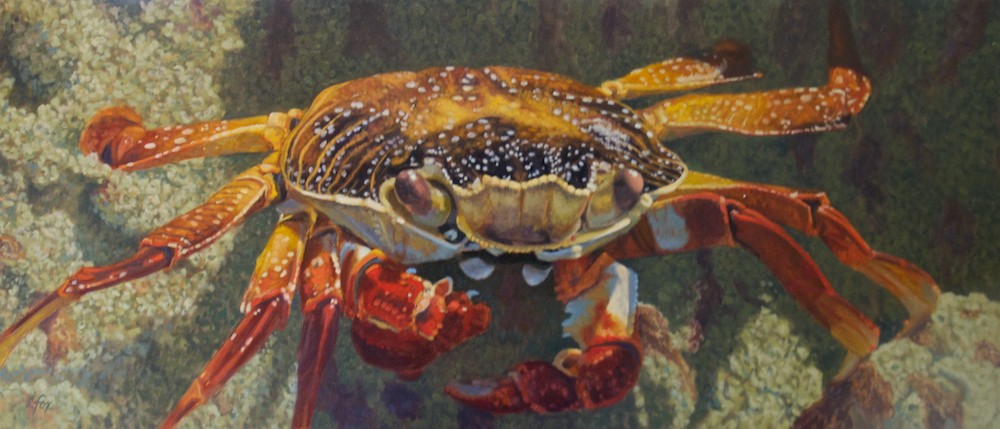 1000x429 New Painting Debut! Close Sally Lightfoot Susan Fox - Crab Painting Images