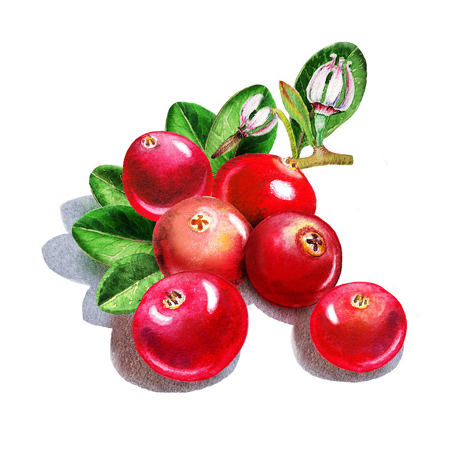 900x900 Happy Cranberry Bunch Painting By Irina Sztukowski - Cranberry Painting