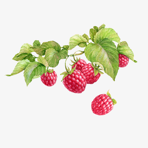 501x501 Raspberry Hand Painting Material Picture, Fruit, Cranberry, Hand - Cranberry Painting