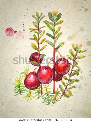 347x470 Cranberry - Cranberry Painting
