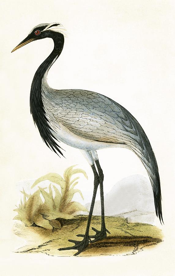 572x900 Numidian Crane Painting By English School - Crane Bird Painting