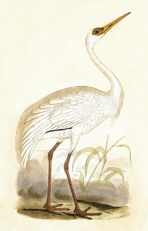 576x900 Siberian Crane Painting By English School - Crane Bird Painting