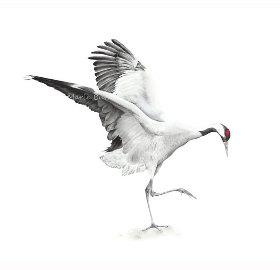 570x549 Bird Art Print Common Crane Fine Art Print Bird Painting - Crane Bird Painting