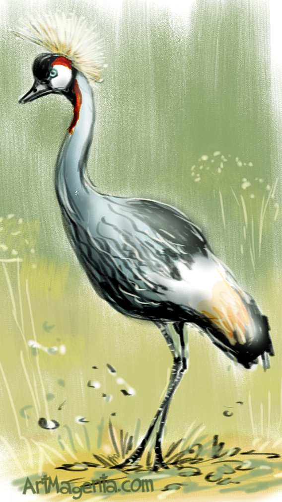 568x1011 Birds Grey Crowned Crane - Crane Bird Painting