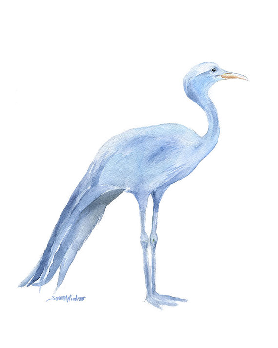 570x713 Blue Crane Watercolor Painting Giclee Print 8 X 10 Bird - Crane Bird Painting