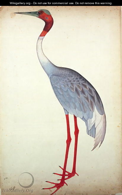 412x660 Sarus Crane, Painted For Lady Impey - Crane Painting
