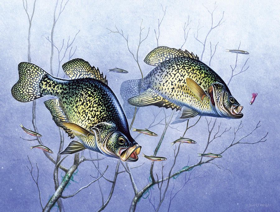 900x682 Crappie Brush Pile Painting By Jq Licensing Architecture - Crappie Painting