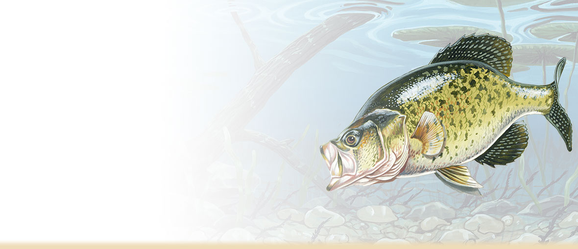 1180x509 Crappie Facts, Photos, And Information - Crappie Painting