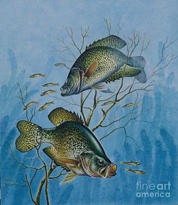 261x300 Crappie Paintings Fine Art America - Crappie Painting