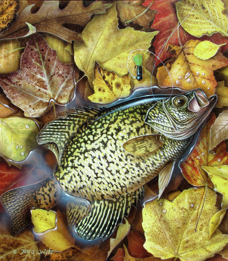 785x900 Fall Crappie Painting By Jq Licensing - Crappie Painting