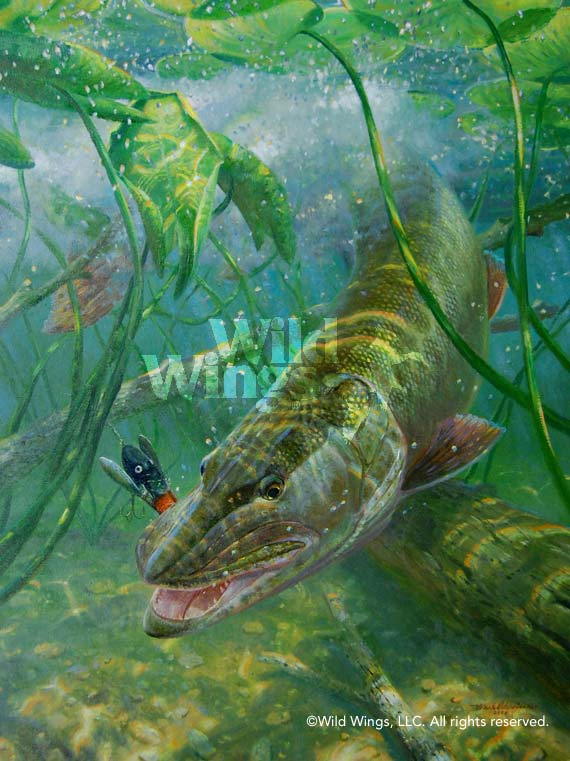 570x761 In The Thick Of It Muskie Original Oil Painting Wild Wings - Crappie Painting