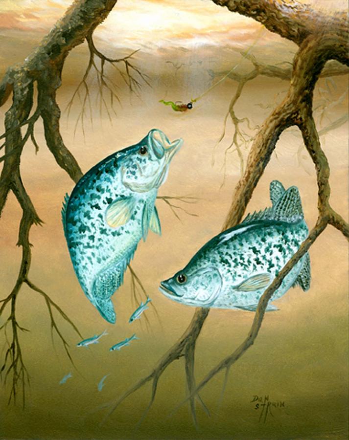 Crappie Painting at PaintingValley.com | Explore collection of Crappie ...