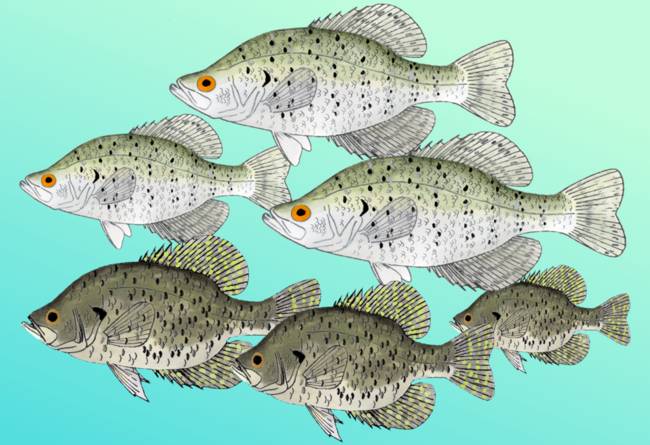 650x445 Stunning Crappie Artwork For Sale On Fine Art Prints - Crappie Painting
