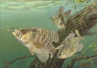 339x237 Tree Dwellers - Crappie Painting