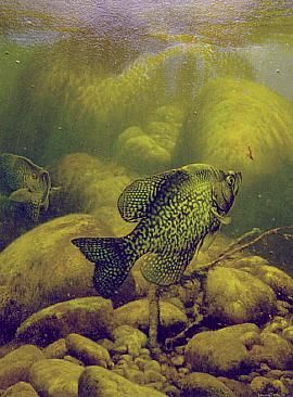 270x366 Vertical Crappie - Crappie Painting