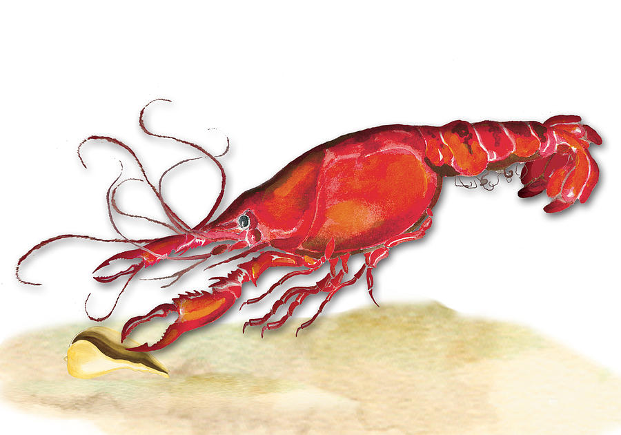 900x630 Crawfish Painting By Anne Beverley Stamps - Crawfish Painting